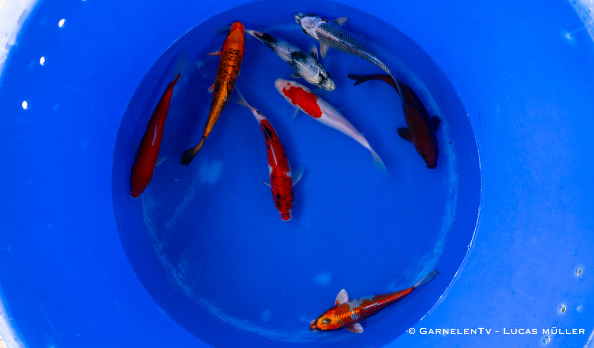 Koi  - Cyprinus Carpio  (20-25cm)