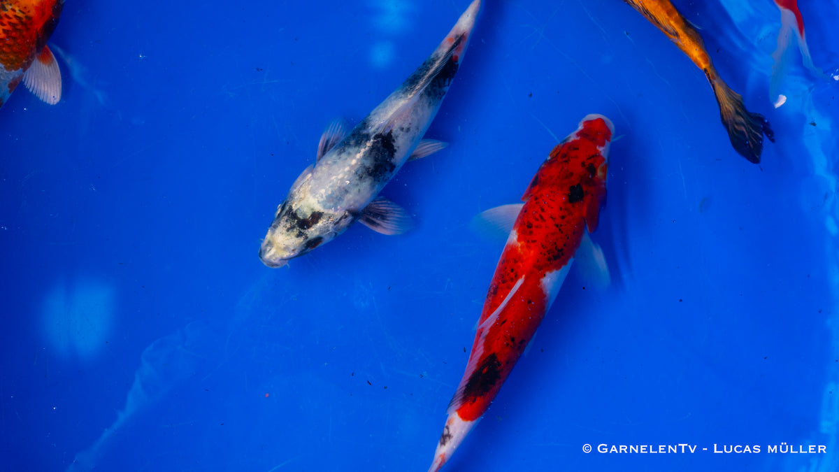 Koi  - Cyprinus Carpio  (20-25cm)