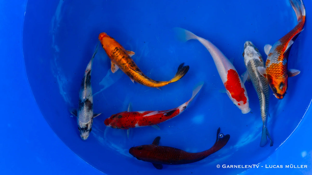 Koi B -  Cyprinus Carpio (20-25 cm)