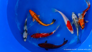 Koi B -  Cyprinus Carpio (20-25 cm)