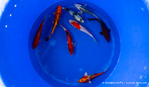 Koi  - Cyprinus Carpio  (20-25cm)