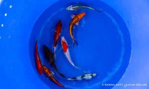 Koi B -  Cyprinus Carpio (20-25 cm)