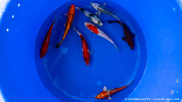 Koi B -  Cyprinus Carpio (20-25 cm)