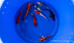 Koi B -  Cyprinus Carpio (20-25 cm)