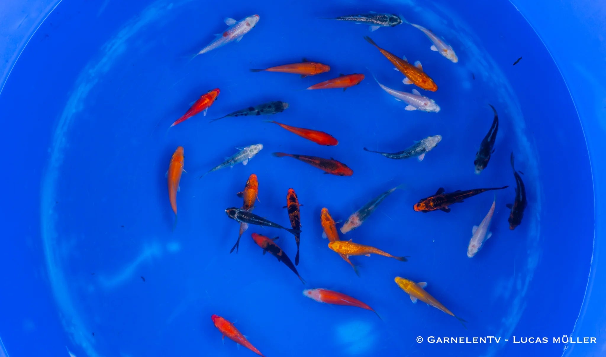 Koi B -  Cyprinus Carpio (6-9 cm)
