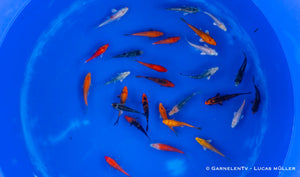 Koi B -  Cyprinus Carpio (6-9 cm)