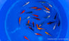 Koi B -  Cyprinus Carpio (6-9 cm)