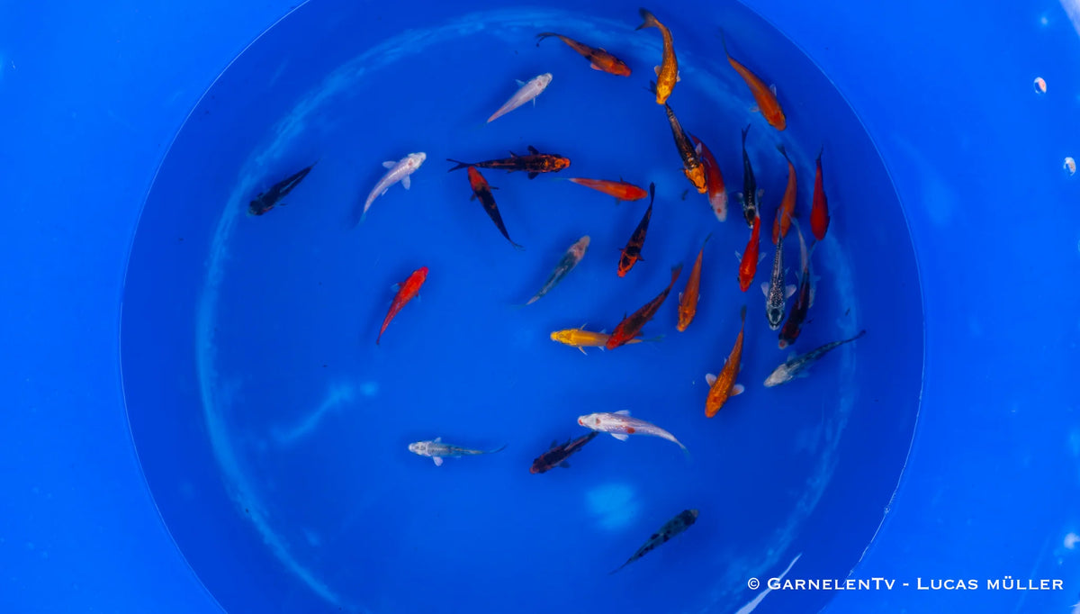 Koi B -  Cyprinus Carpio (6-9 cm)