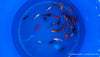 Koi B -  Cyprinus Carpio (6-9 cm)
