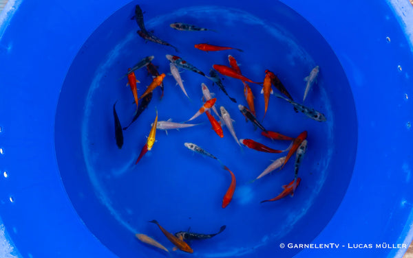 Koi B -  Cyprinus Carpio (9-12 cm)