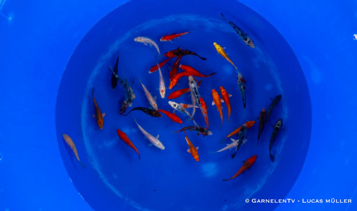 Koi B -  Cyprinus Carpio (9-12 cm)