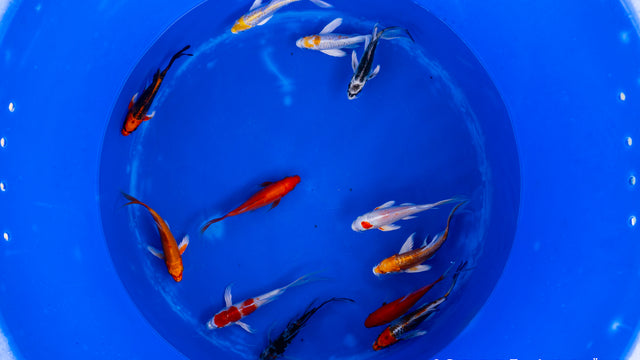 Koi bunt Butterfly - Cyprinus carpio (15-18cm)