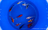 Koi bunt Butterfly - Cyprinus carpio (12-15cm)