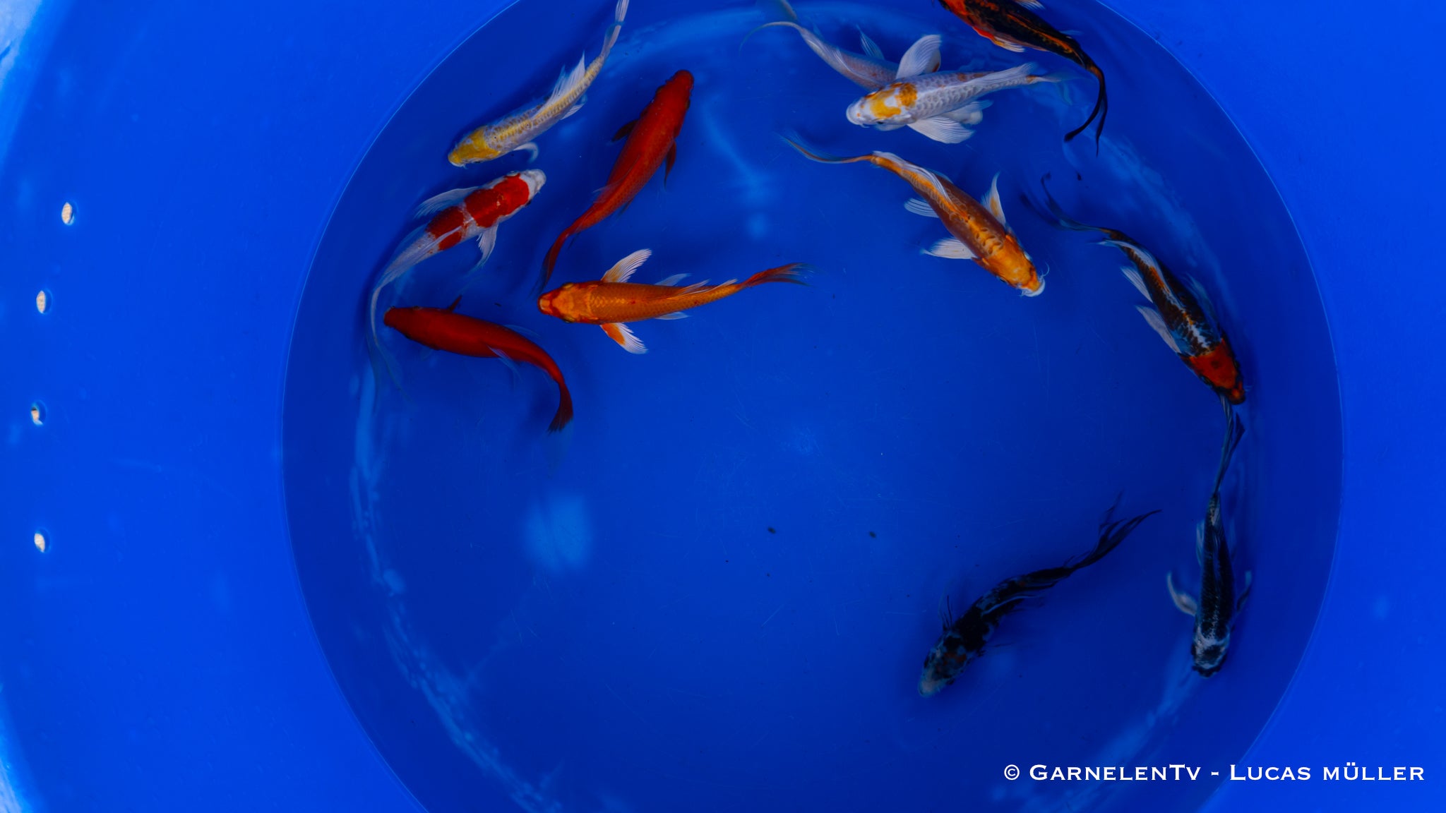 Koi bunt Butterfly - Cyprinus carpio (12-15cm)