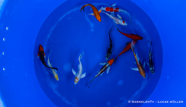 Koi bunt Butterfly - Cyprinus carpio (9-12cm)