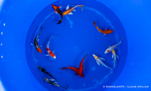Koi bunt Butterfly - Cyprinus carpio (15-18cm)