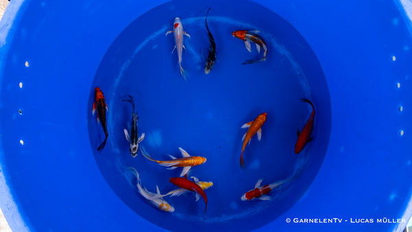 Koi bunt Butterfly - Cyprinus carpio (9-12cm)