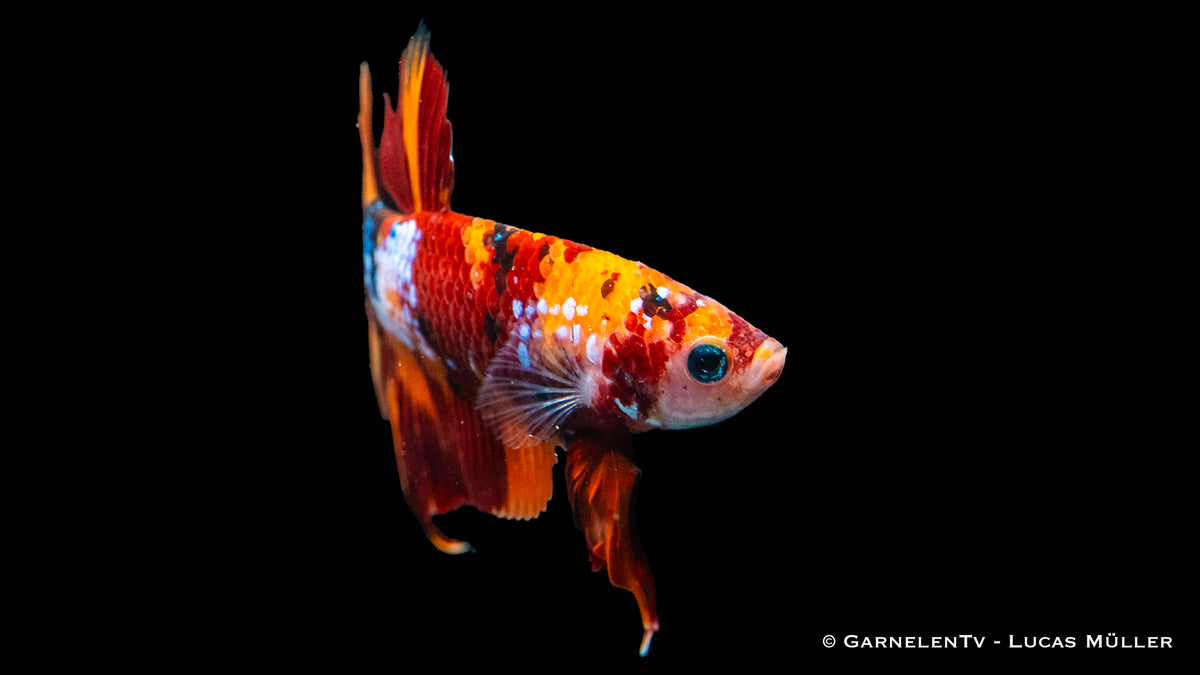 Koi Galaxy Plakat Betta mit blau-roter Musterung