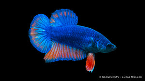Koi Galaxy Plakat Betta mit intensiven Farben im Wasser
