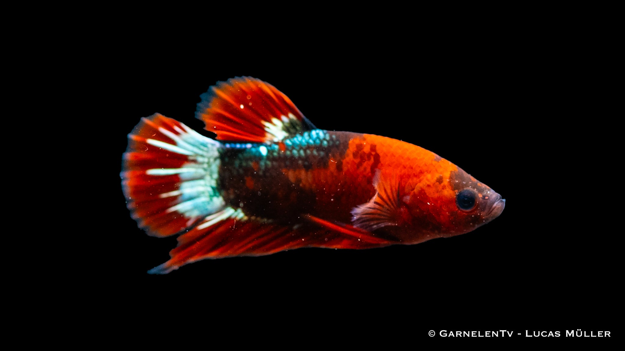 Koi Hellboy Betta in a planted tank with aquatic plants
