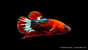 Koi Hellboy Betta in a planted tank with aquatic plants
