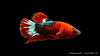 Koi Hellboy Betta in a planted tank with aquatic plants
