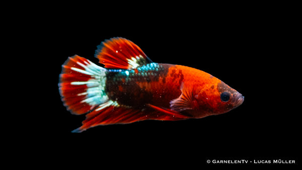 Koi Hellboy Betta in a planted tank with aquatic plants
