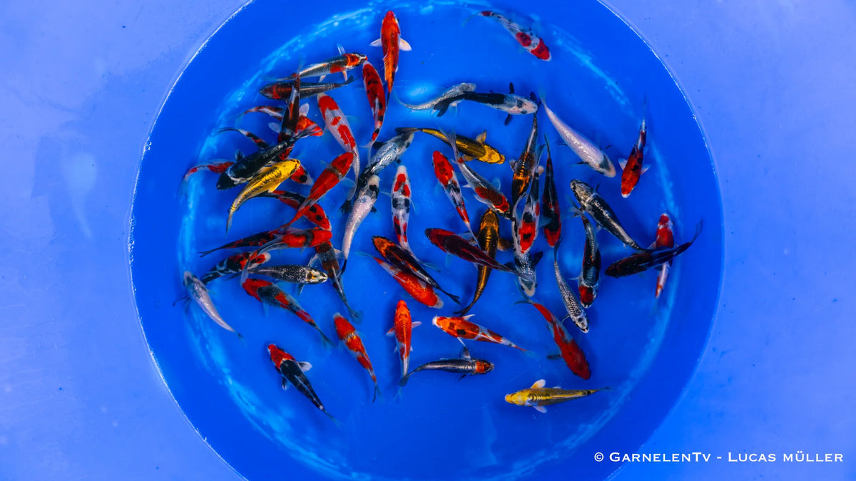Japan Koi Aoki HQ - Cyprinus Carpio (10-12 cm)