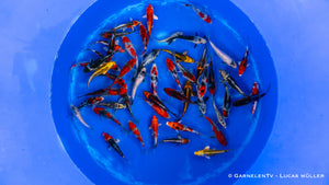 Japan Koi Aoki HQ - Cyprinus Carpio (10-12 cm)