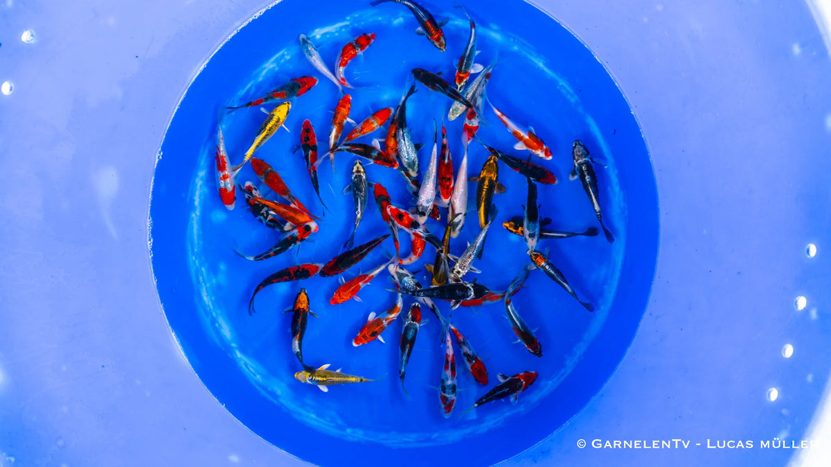 Japan Koi Aoki HQ - Cyprinus Carpio (10-12 cm)