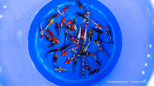 Japan Koi Aoki HQ - Cyprinus Carpio (10-12 cm)