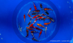 Japan Koi Miyako - Cyprinus Carpio (12-15 cm)