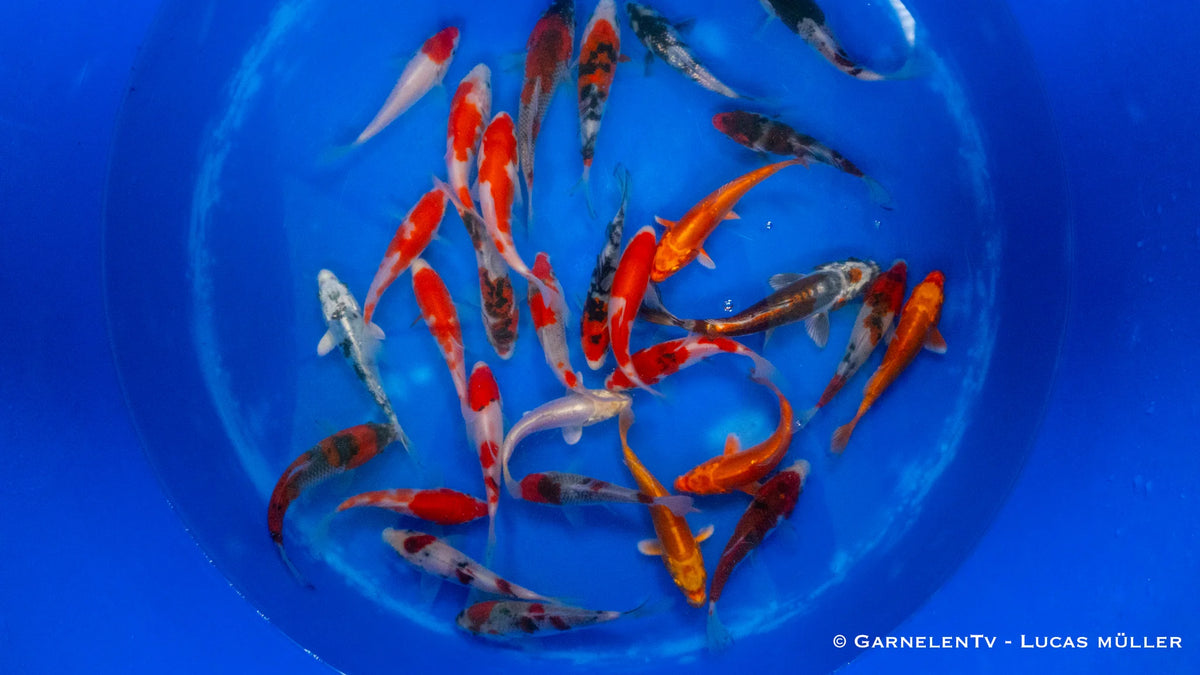 Japan Koi Miyako - Cyprinus Carpio (12-15 cm)