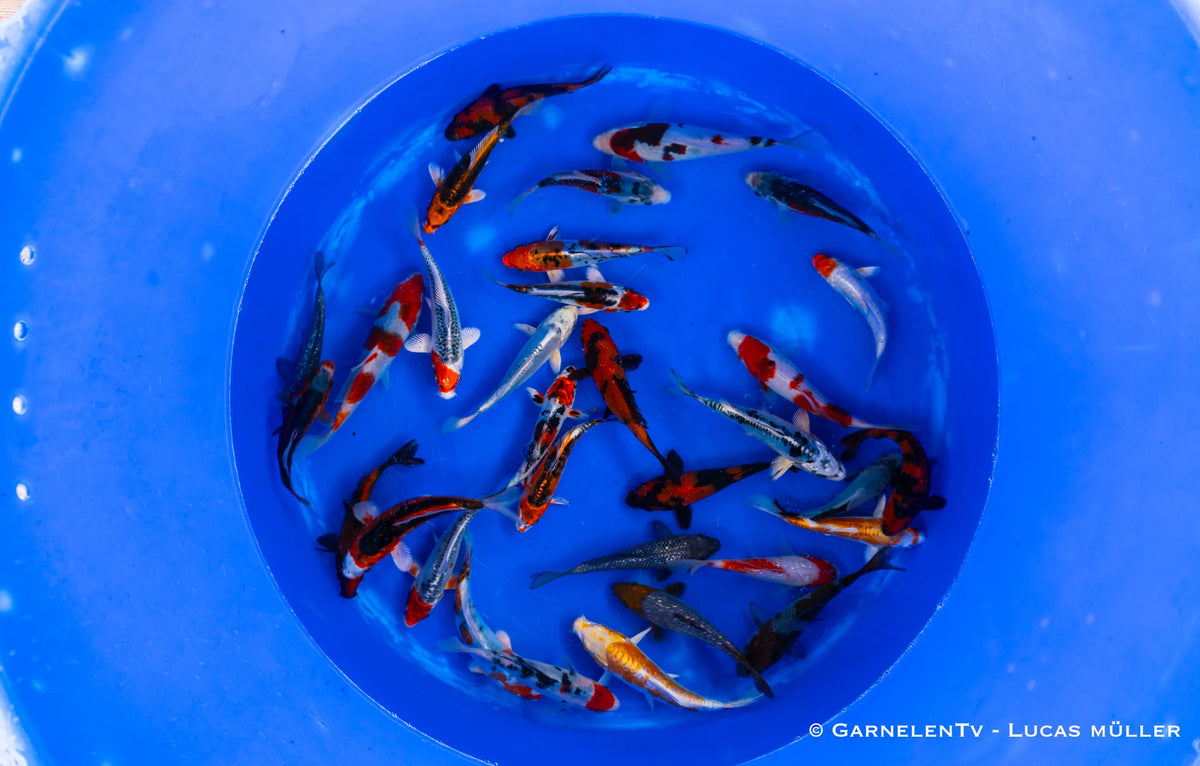Japan Koi Oofuchi - Cyprinus Carpio (14-16 cm)