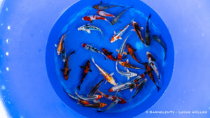 Japan Koi Oofuchi - Cyprinus Carpio (14-16 cm)