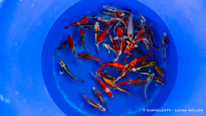 Japan Koi Ikarashi - Cyprinus Carpio (13-15 cm)