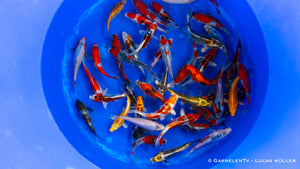 Japan Koi Ikarashi - Cyprinus Carpio (13-15 cm)