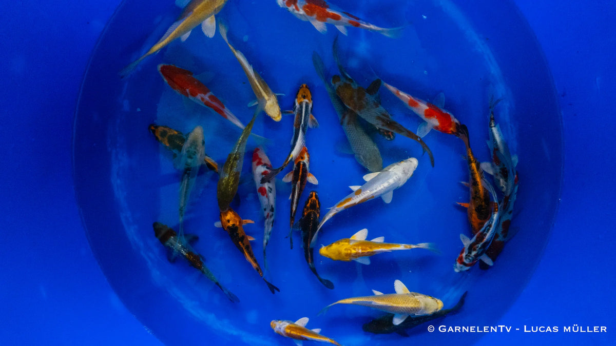 Japan Koi Yamazaki -  Cyprinus Carpio (13-15cm)