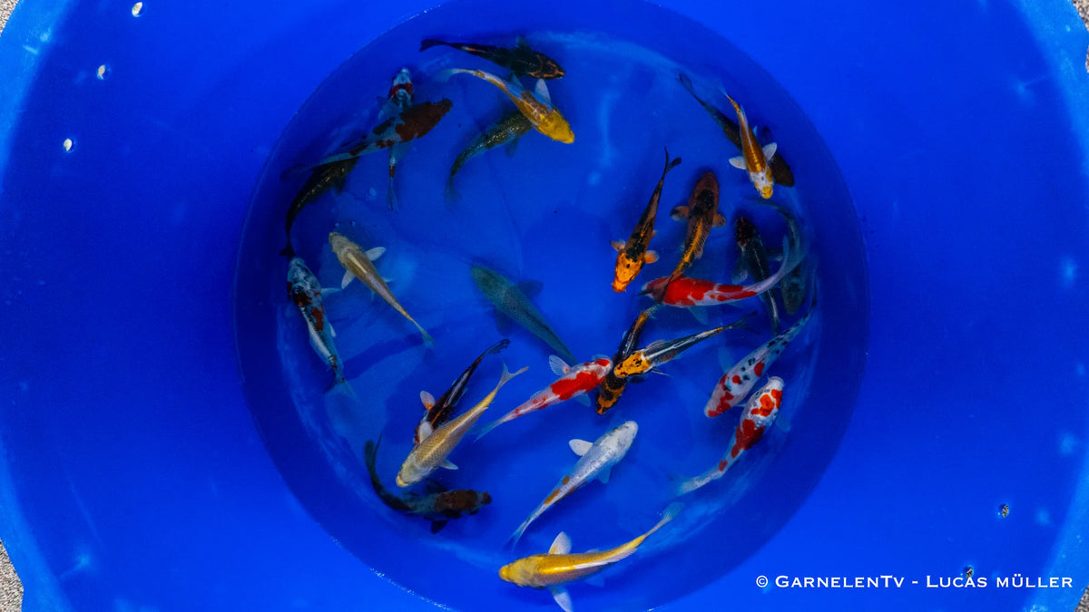 Japan Koi Yamazaki -  Cyprinus Carpio (13-15cm)