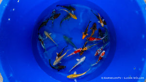 Japan Koi Yamazaki -  Cyprinus Carpio (13-15cm)