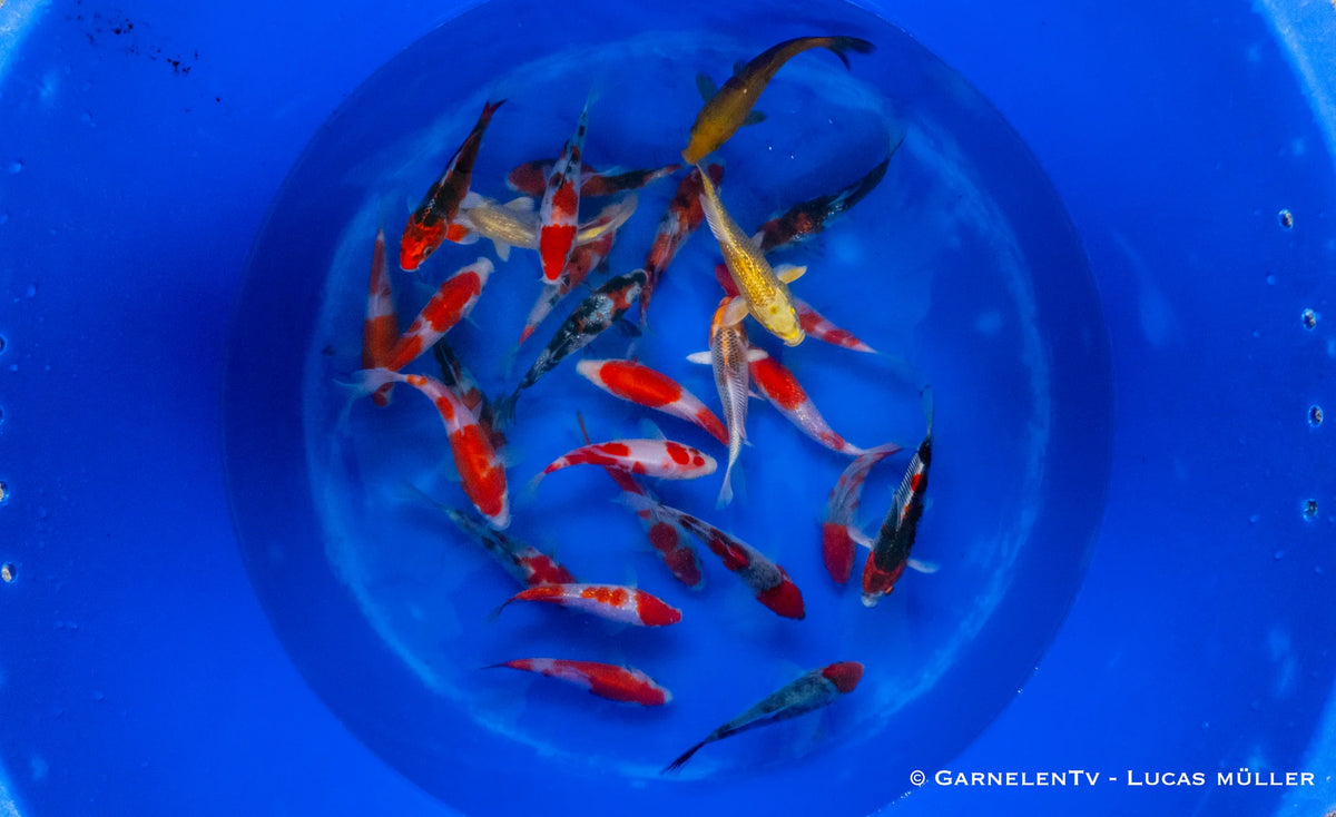Japan Koi Suda - Cyprinus Carpio (15-17 cm)