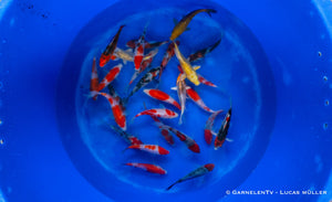 Japan Koi Suda - Cyprinus Carpio (15-17 cm)