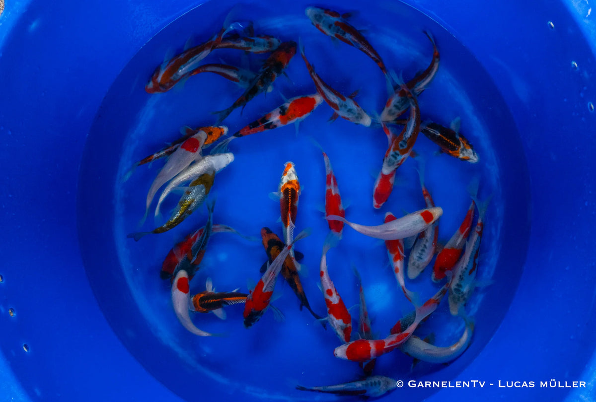 Japan Koi Tanaka - Cyprinus Carpio (15-18 cm)