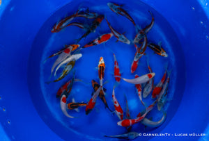 Japan Koi Tanaka - Cyprinus Carpio (15-18 cm)