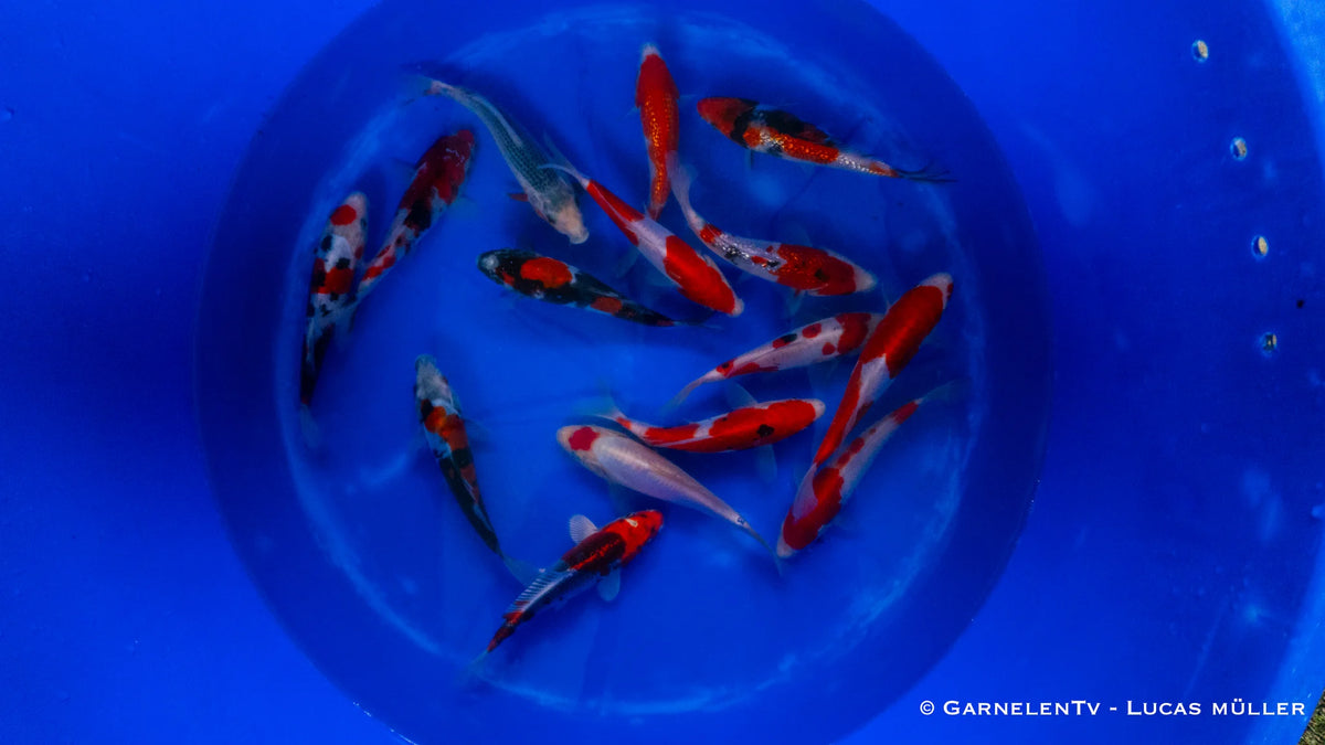 Japan Koi Takahashi - Cyprinus Carpio (17-19 cm)