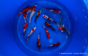 Japan Koi Takahashi - Cyprinus Carpio (17-19 cm)