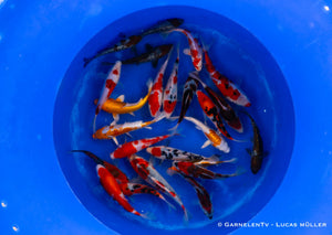 Japan Koi Oofuchi - Cyprinus Carpio (18-22 cm)