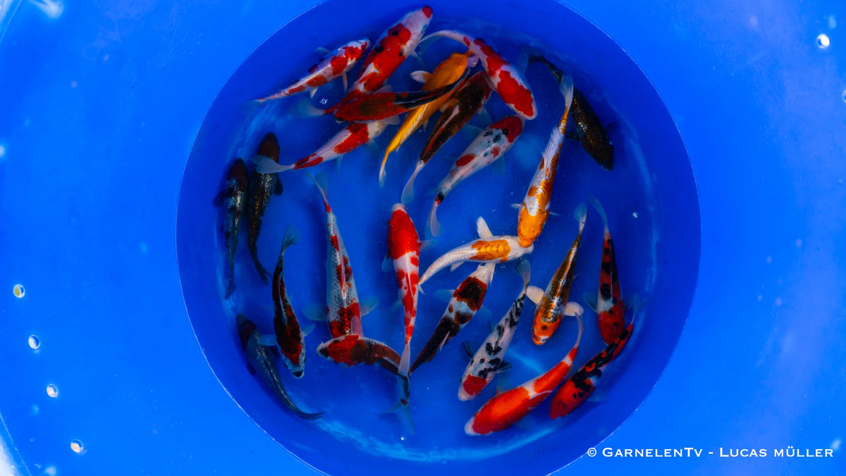 Japan Koi Oofuchi - Cyprinus Carpio (18-22 cm)