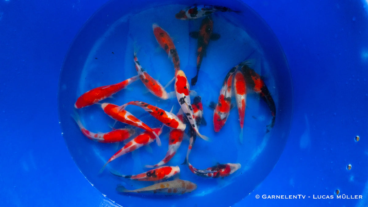 Japan Koi Conias - Cyprinus Carpio (18-22 cm)