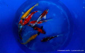 Japan Koi Hirasawa - Cyprinus Carpio (23-26 cm)